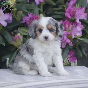 Pebbles, Cavapoo Puppy